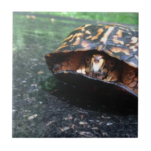 Dooschildpad Tegeltje (Voorkant)