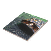 Dooschildpad Tegeltje (Zijkant)