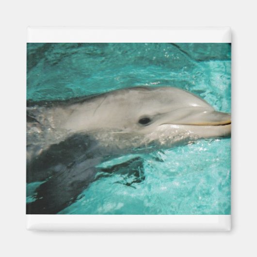 Dophin Blue Zee Oceaan Magneet (Voorkant)