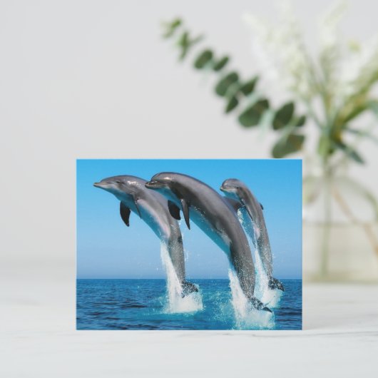 Dophins springen briefkaart (Staand voorkant)