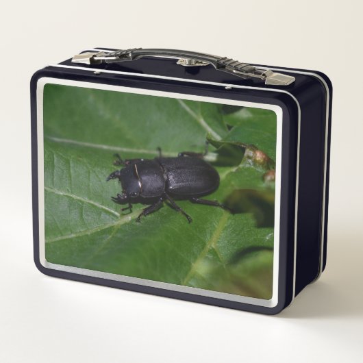 Dorcus parallelipedus, de kleine kever (Achterkant)