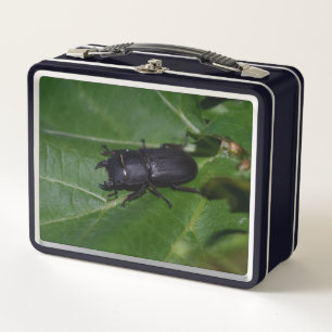 Dorcus parallelipedus, de kleine kever