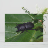 Dorcus parallelipedus, de kleine kever (Staand voorkant)