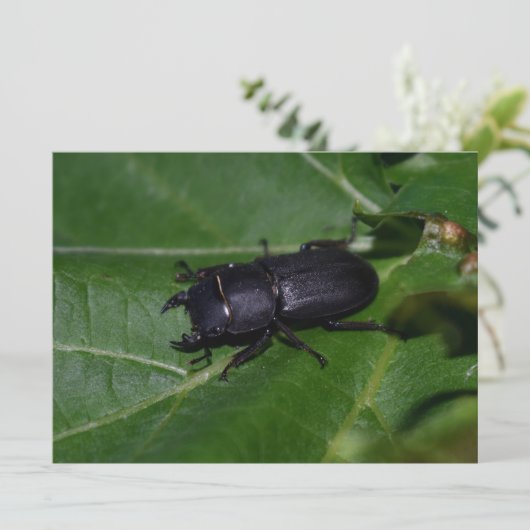 Dorcus parallelipedus, de kleine kever (Staand voorkant)