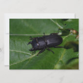 Dorcus parallelipedus, de kleine kever (Voorkant)