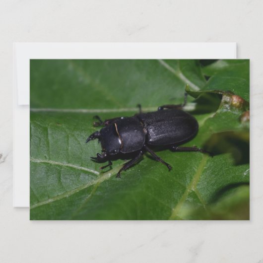 Dorcus parallelipedus, de kleine kever (Voorkant)