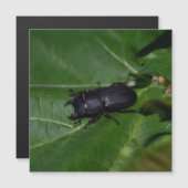 Dorcus parallelipedus, de kleine kever (Voorkant / Achterkant)