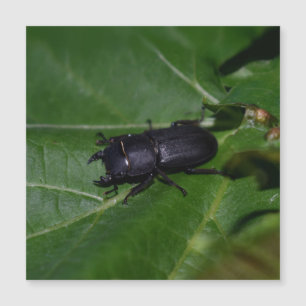 Dorcus parallelipedus, de kleine kever