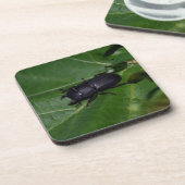 Dorcus parallelipedus, de kleine kever bier onderzetter (Linkerzijde)