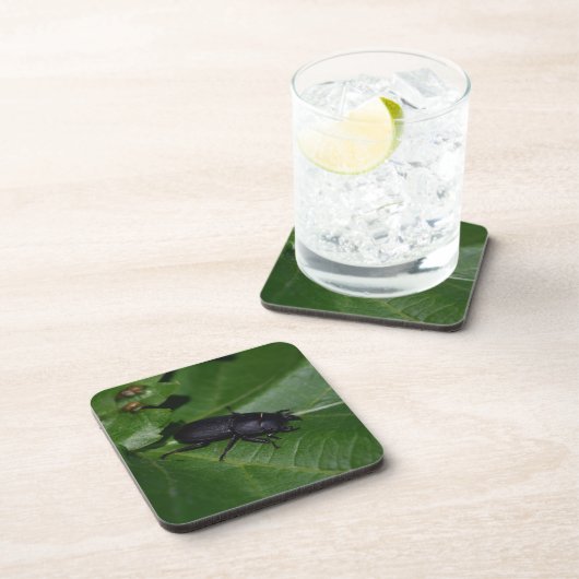 Dorcus parallelipedus, de kleine kever bier onderzetter (Rechterzijde)