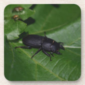 Dorcus parallelipedus, de kleine kever bier onderzetter (Voorkant)