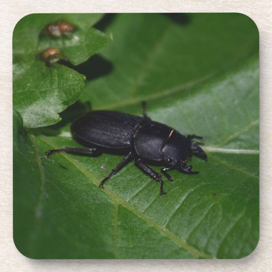 Dorcus parallelipedus, de kleine kever bier onderzetter (Voorkant)