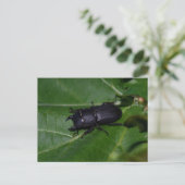 Dorcus parallelipedus, de kleine kever briefkaart (Staand voorkant)