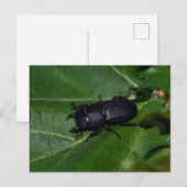 Dorcus parallelipedus, de kleine kever briefkaart (Voorkant / Achterkant)