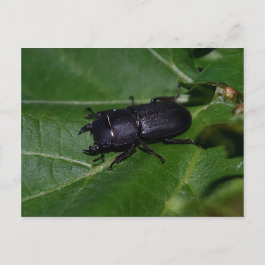Dorcus parallelipedus, de kleine kever briefkaart (Voorkant)