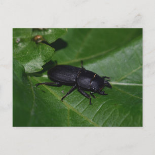 Dorcus parallelipedus, de kleine kever briefkaart