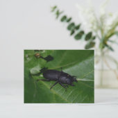 Dorcus parallelipedus, de kleine kever briefkaart (Staand voorkant)