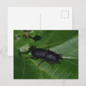 Dorcus parallelipedus, de kleine kever briefkaart (Voorkant / Achterkant)