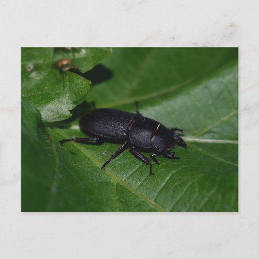 Dorcus parallelipedus, de kleine kever briefkaart (Voorkant)