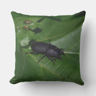 Dorcus parallelipedus, de kleine kever buitenkussen