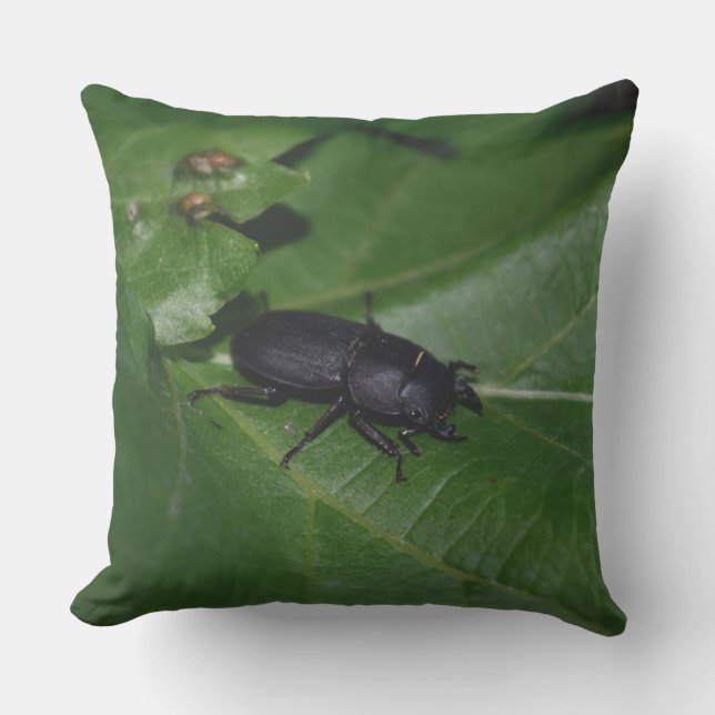 Dorcus parallelipedus, de kleine kever buitenkussen (Voorkant)