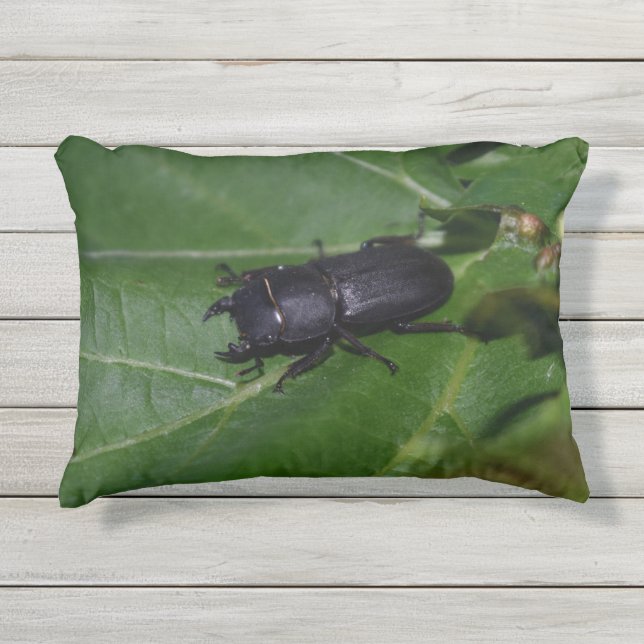 Dorcus parallelipedus, de kleine kever buitenkussen (Voorkant)