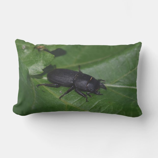 Dorcus parallelipedus, de kleine kever buitenkussen (Voorkant)