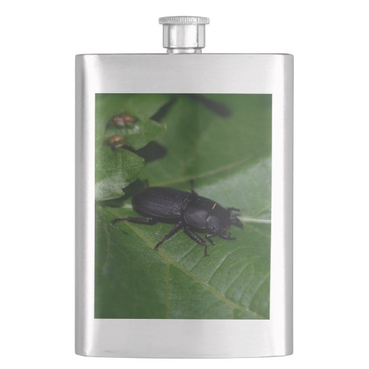 Dorcus parallelipedus, de kleine kever flacon (Voorkant)