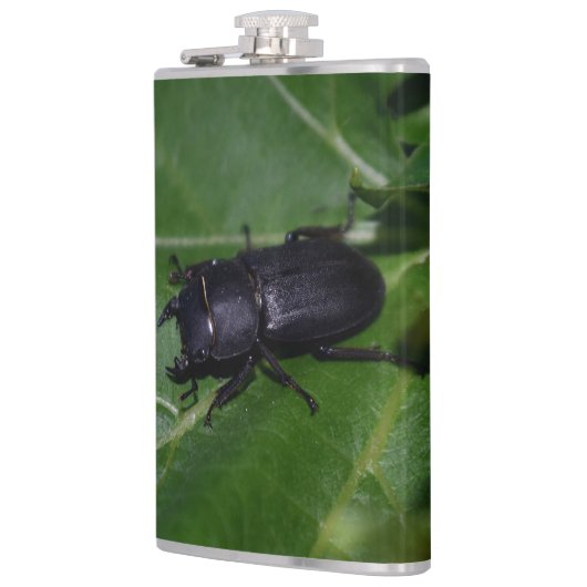 Dorcus parallelipedus, de kleine kever heupfles (Links)