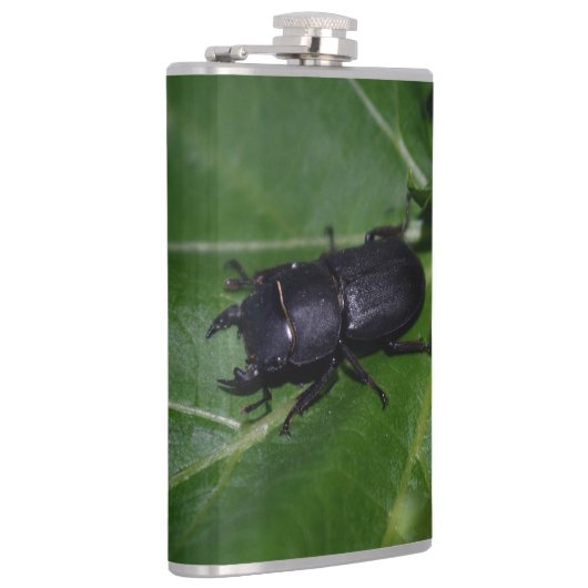 Dorcus parallelipedus, de kleine kever heupfles (Rechts)