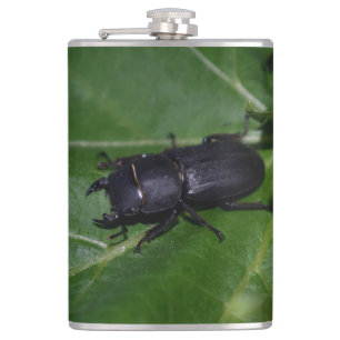 Dorcus parallelipedus, de kleine kever heupfles