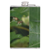 Dorcus parallelipedus, de kleine kever heupfles (Achterkant)