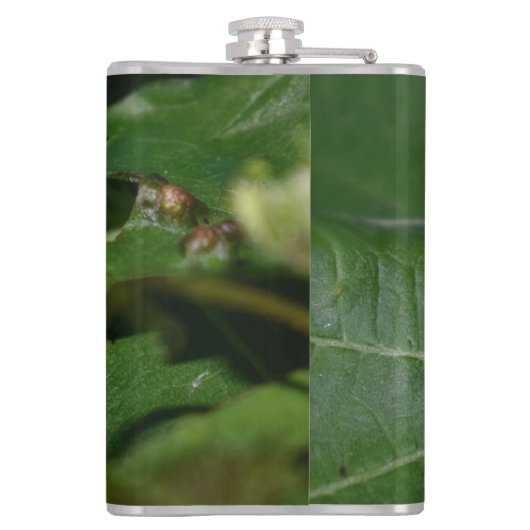 Dorcus parallelipedus, de kleine kever heupfles (Achterkant)