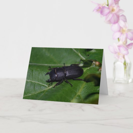 Dorcus parallelipedus, de kleine kever kaart (Orchidee)