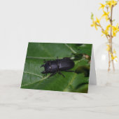 Dorcus parallelipedus, de kleine kever kaart (Gele Bloem)