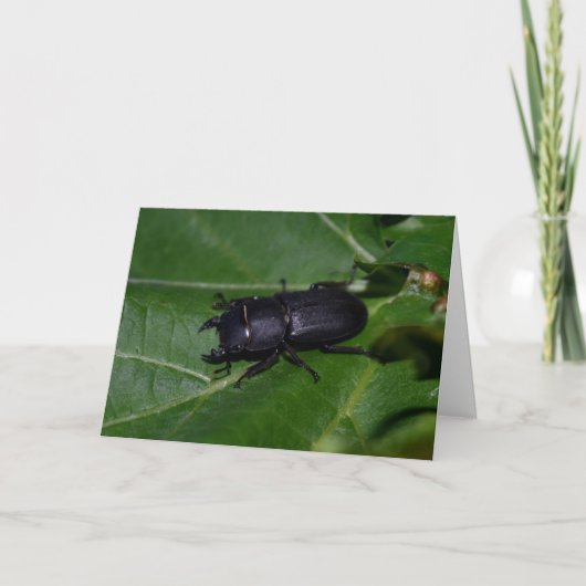 Dorcus parallelipedus, de kleine kever kaart (Voorkant)