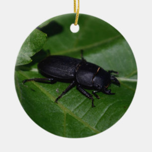 Dorcus parallelipedus, de kleine kever keramisch ornament