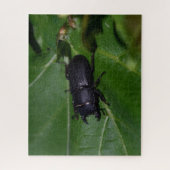 Dorcus parallelipedus, de kleine kever legpuzzel (Verticaal)