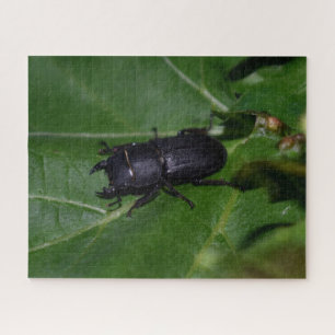 Dorcus parallelipedus, de kleine kever legpuzzel