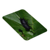 Dorcus parallelipedus, de kleine kever magneet (Rechterzijde)
