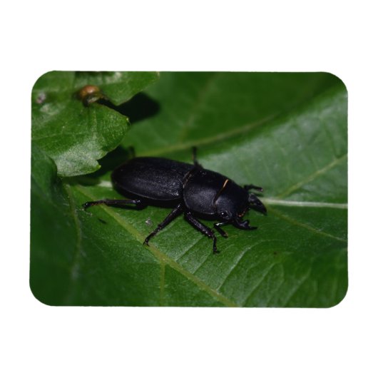 Dorcus parallelipedus, de kleine kever magneet (Horizontaal)