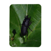 Dorcus parallelipedus, de kleine kever magneet (Verticaal)