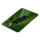 Dorcus parallelipedus, de kleine kever magneet (Linkerzijde)