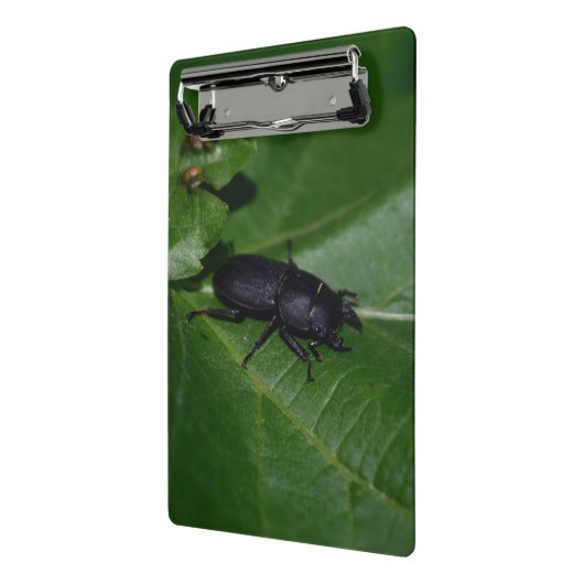 Dorcus parallelipedus, de kleine kever mini klembord (Angled2)