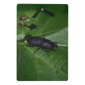 Dorcus parallelipedus, de kleine kever mini klembord (Achterkant)