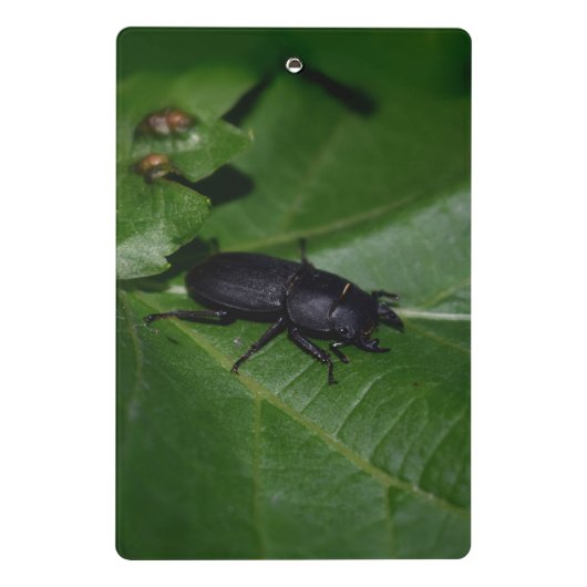 Dorcus parallelipedus, de kleine kever mini klembord (Achterkant)