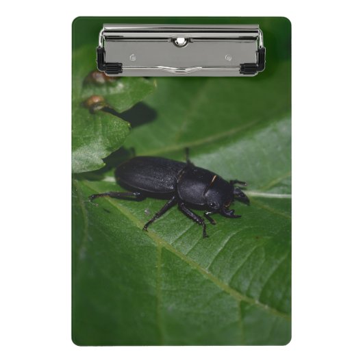 Dorcus parallelipedus, de kleine kever mini klembord (Voorkant)