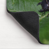Dorcus parallelipedus, de kleine kever muismat (Hoek)
