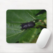 Dorcus parallelipedus, de kleine kever muismat (Met muis)