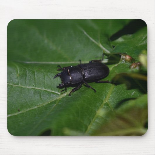 Dorcus parallelipedus, de kleine kever muismat (Voorkant)
